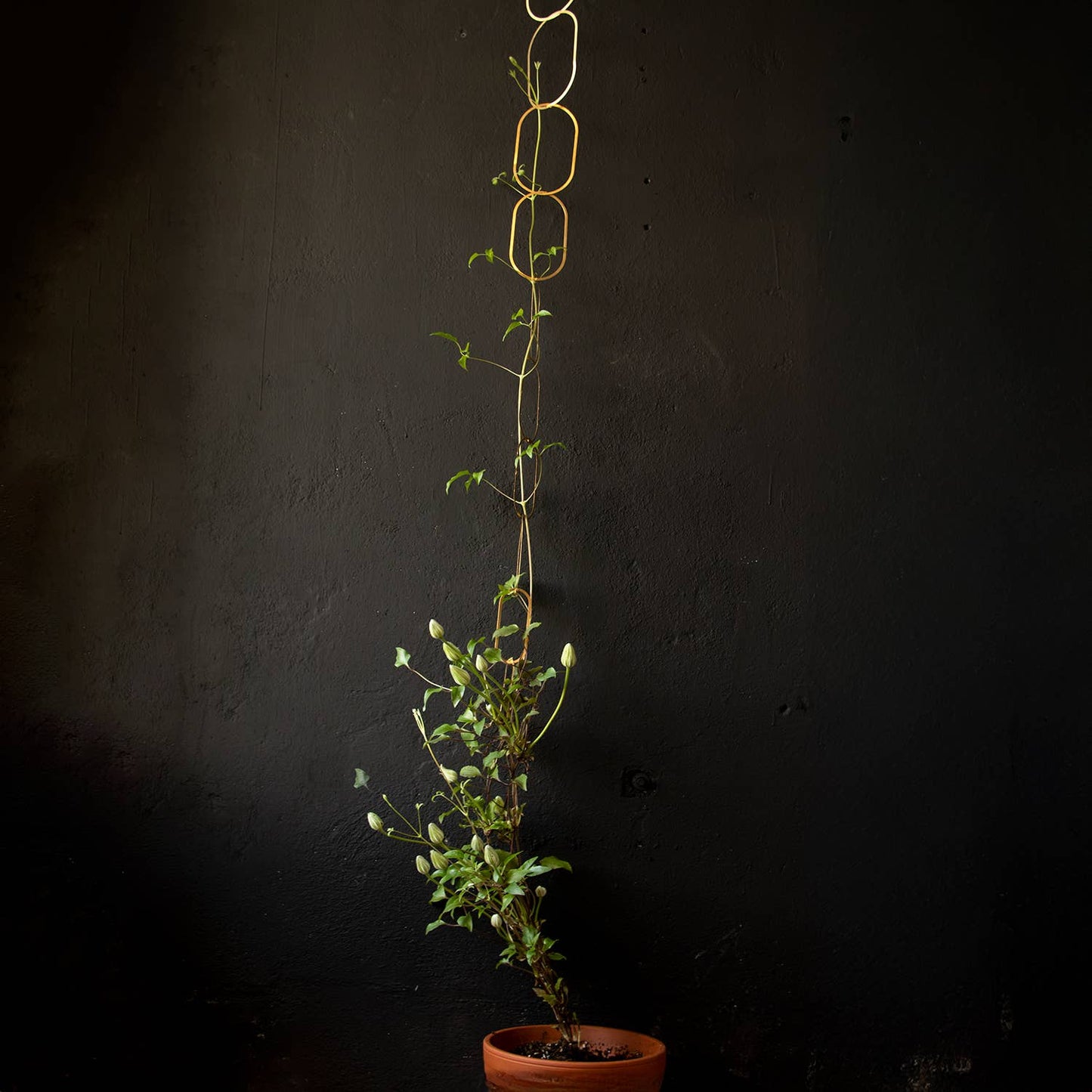 Gold Brass Chain - Plant Support for climbing plants