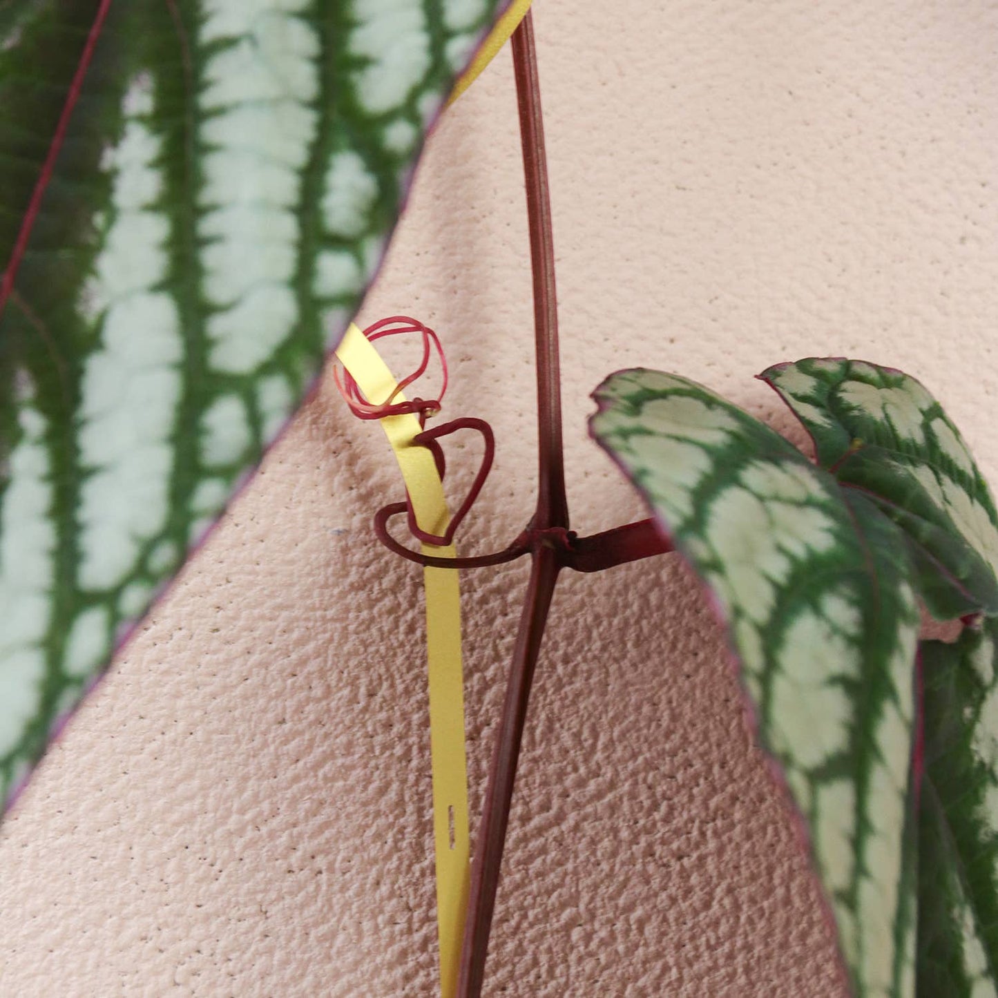 Gold Brass Chain - Plant Support for climbing plants