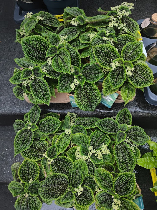 Pilea Moon Valley with Basket!