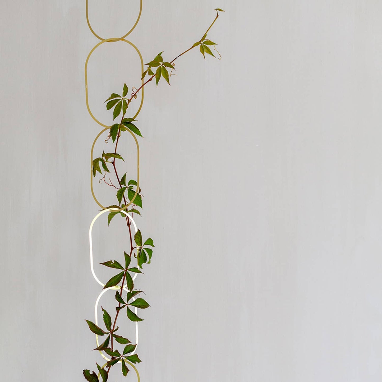 Gold Brass Chain - Plant Support for climbing plants